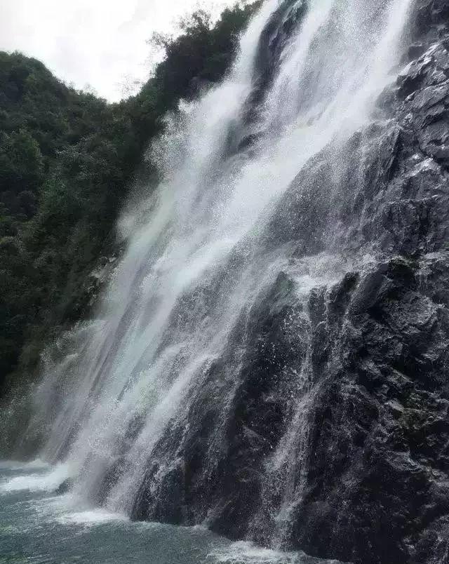 拯救树精灵